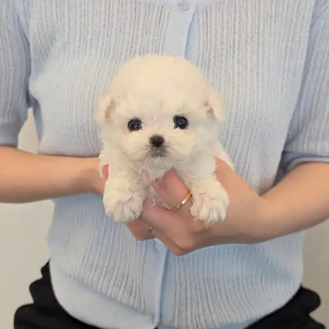 비숑프리제 강아지 사진 2