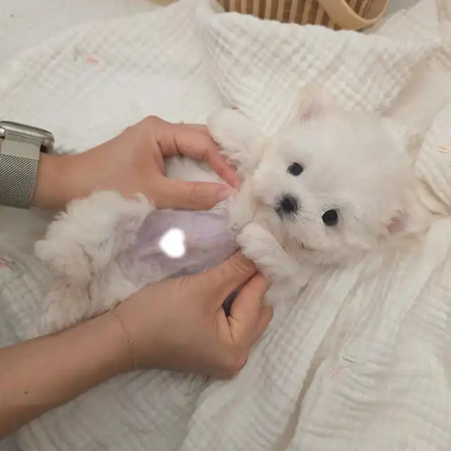 비숑프리제 강아지 사진 3