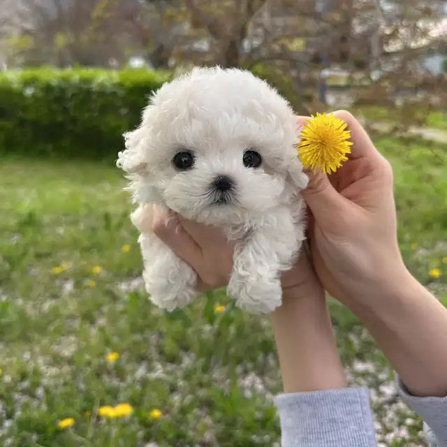 비숑프리제 강아지 사진 4