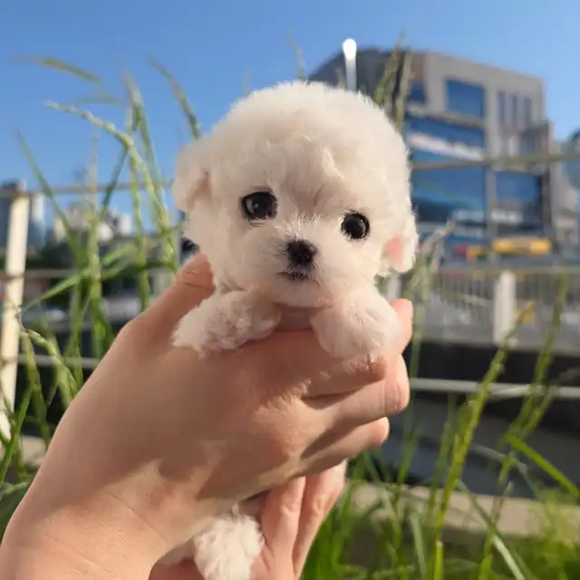 비숑프리제 강아지 사진 5