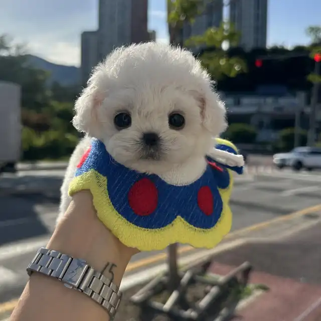 비숑프리제 강아지 사진 6