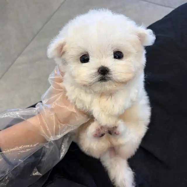 비숑프리제 강아지 이미지
