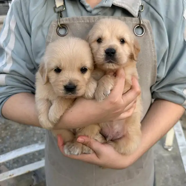 골든리트리버 강아지 사진 5