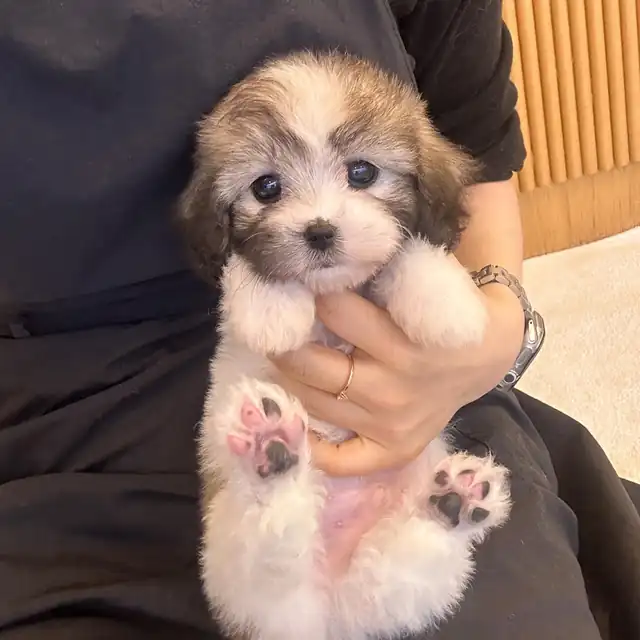 꼬숑 강아지 사진 2