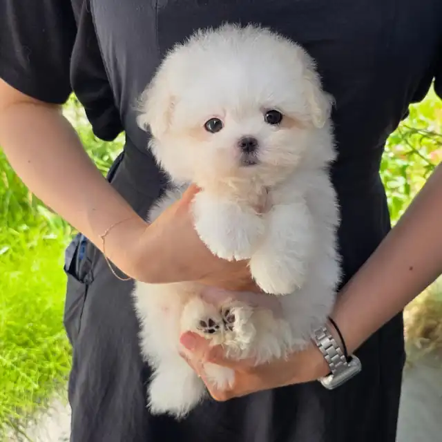 꼬숑 강아지 사진 3