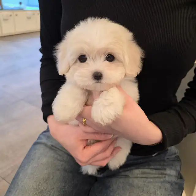 꼬숑 강아지 사진 4