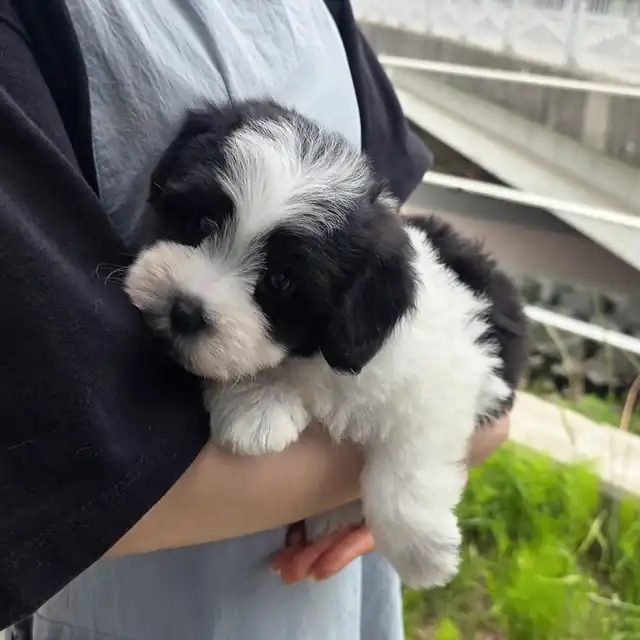 꼬숑 강아지 사진 5