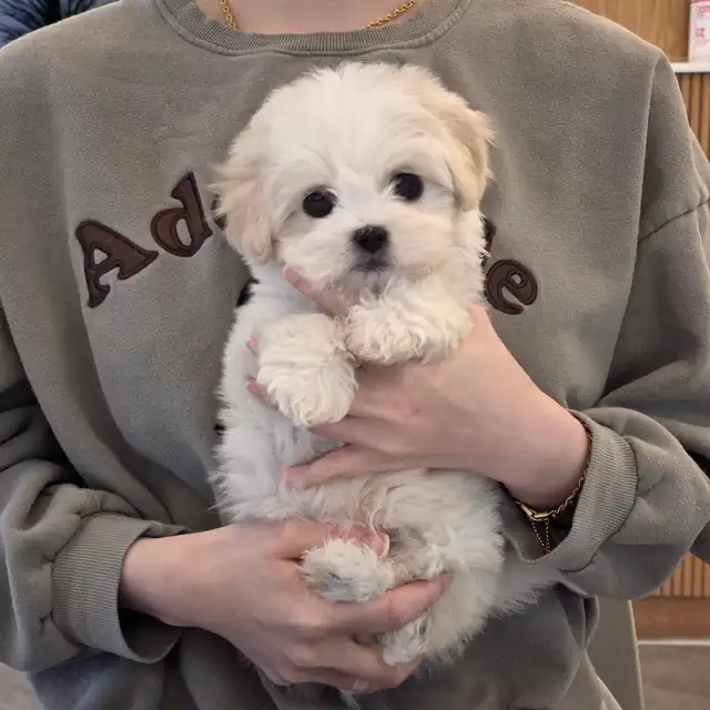 꼬숑 강아지 사진 6