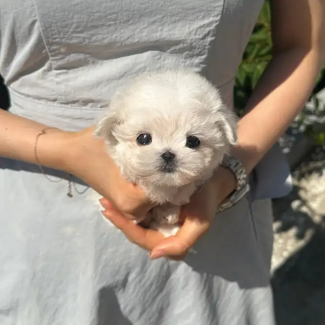 말티즈 강아지 사진 3