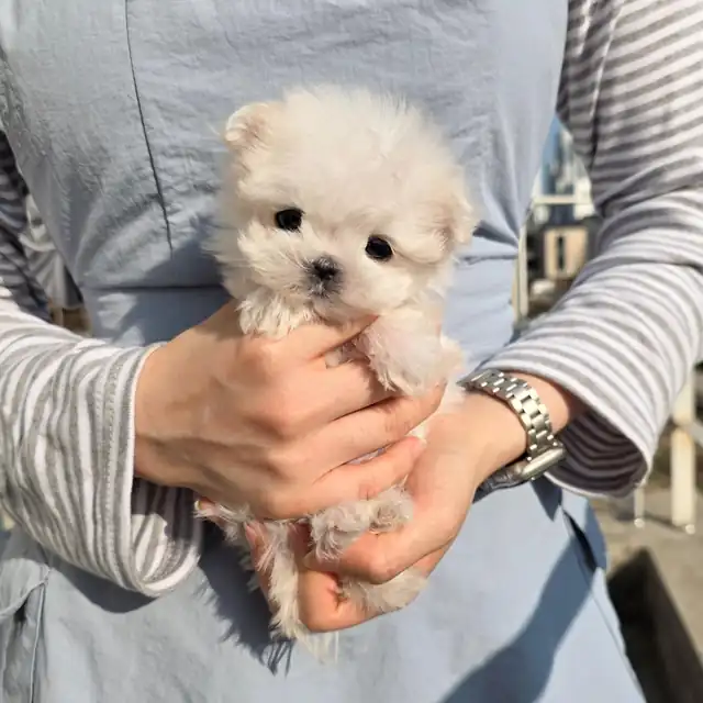 말티즈 강아지 사진 4