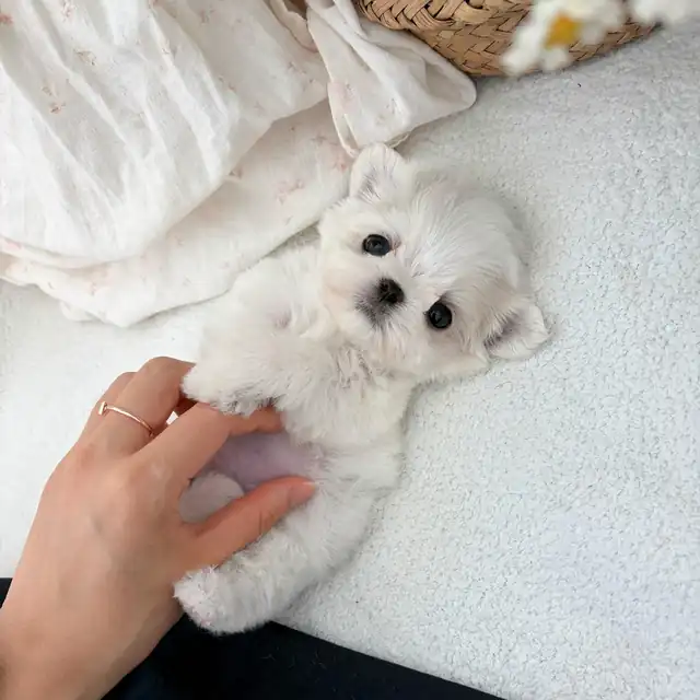 말티즈 강아지 사진 5