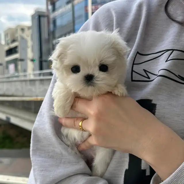 말티즈 강아지 사진 2