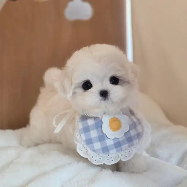말티즈 분양