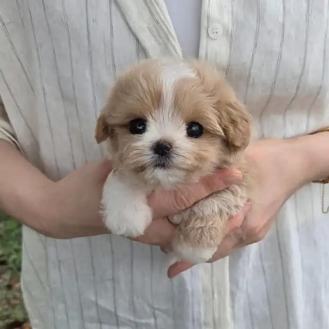 말티푸 강아지 사진 2