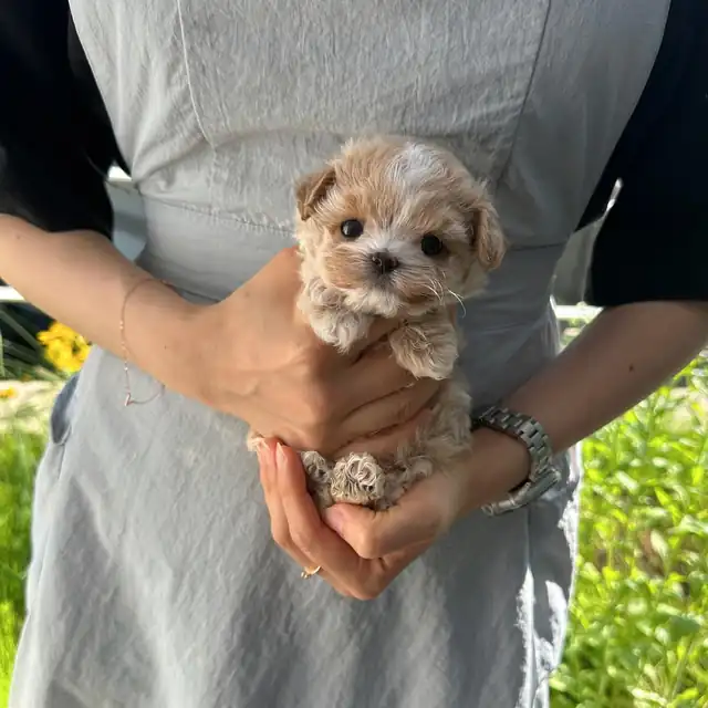 말티푸 강아지 사진 4