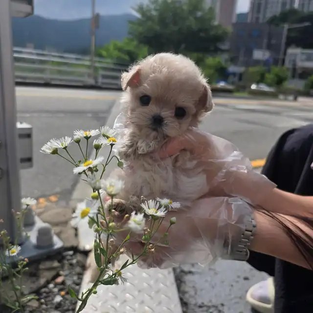 말티푸 강아지 사진 5