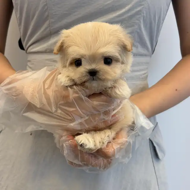 말티푸 강아지 사진 6