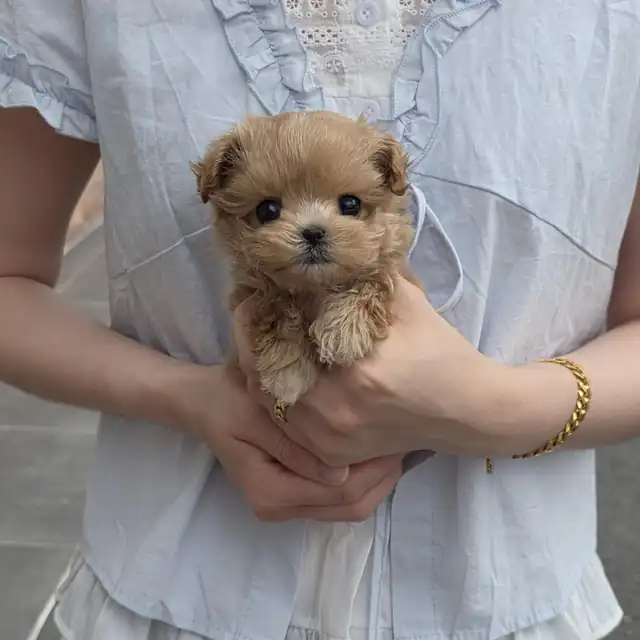 말티푸 강아지 대표 이미지
