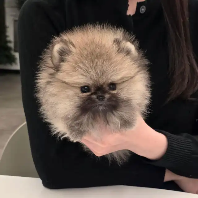 포메라니안 강아지 사진 2