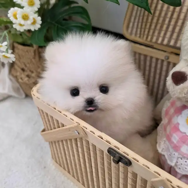 포메라니안 강아지 사진 3