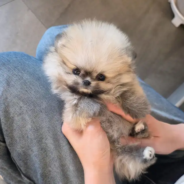 포메라니안 강아지 사진 4