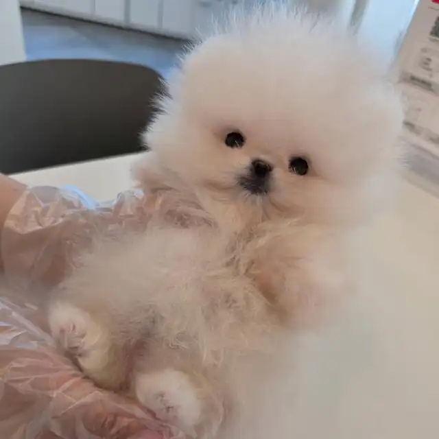 포메라니안 강아지 사진 5