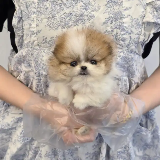 포메라니안 강아지 사진 6