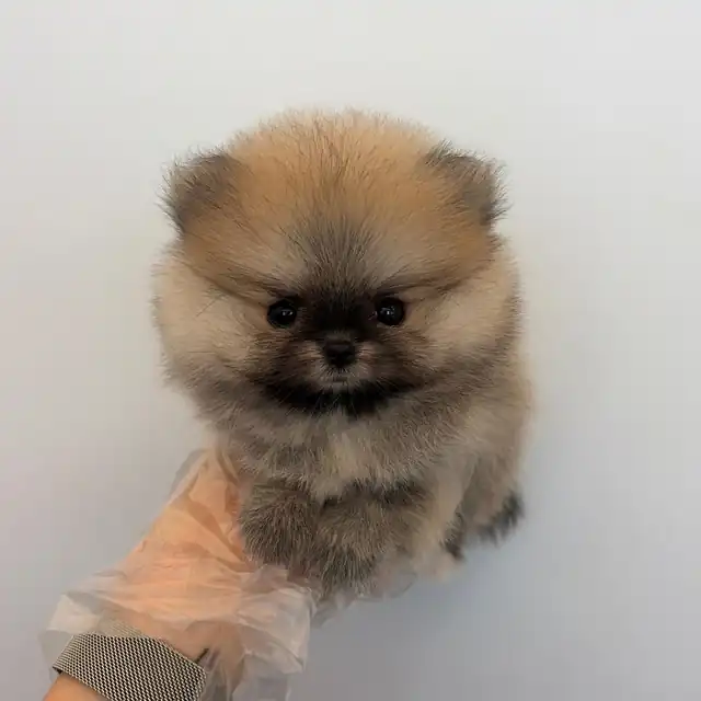포메라니안 분양