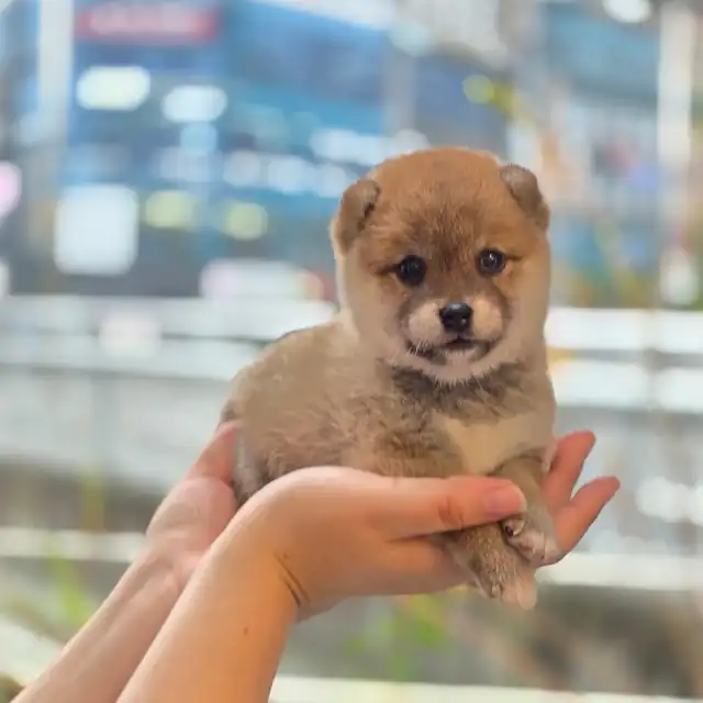 시바견 강아지 사진 3