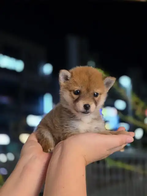 시바견 강아지 사진 4