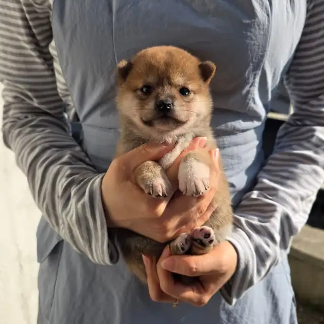 시바견 강아지 사진 5