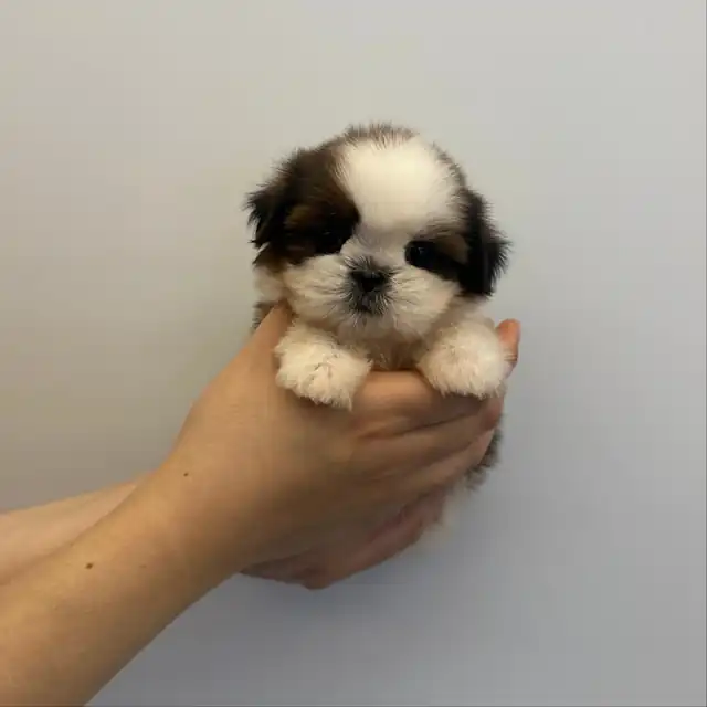 시츄 강아지 사진 2