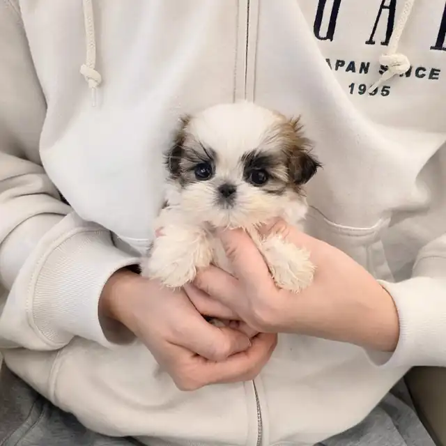 시츄 강아지 사진 4