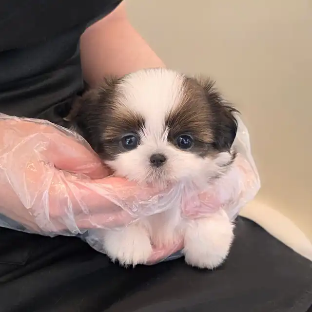 시츄 강아지 사진 5
