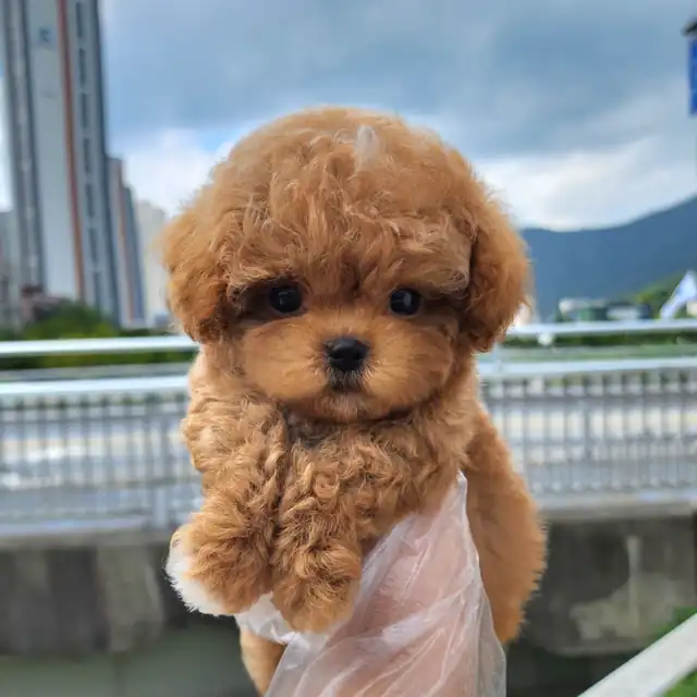 토이푸들 강아지 사진 2