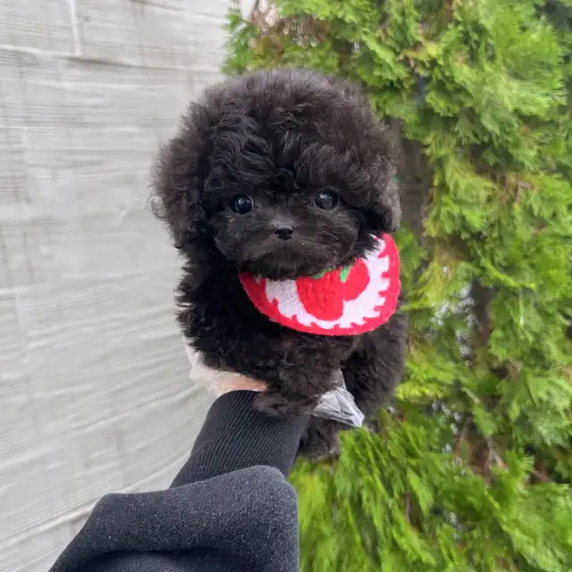 토이푸들 강아지 사진 3
