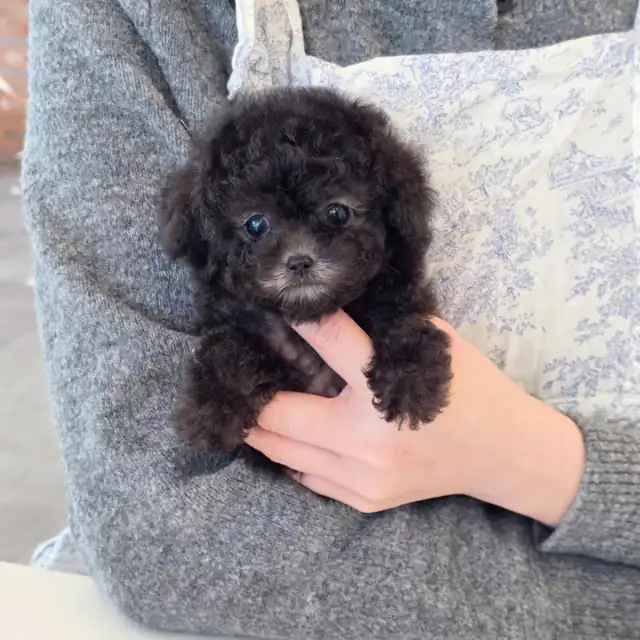 토이푸들 강아지 사진 4