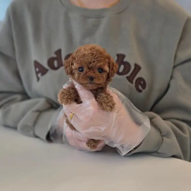 토이푸들 강아지 사진 5