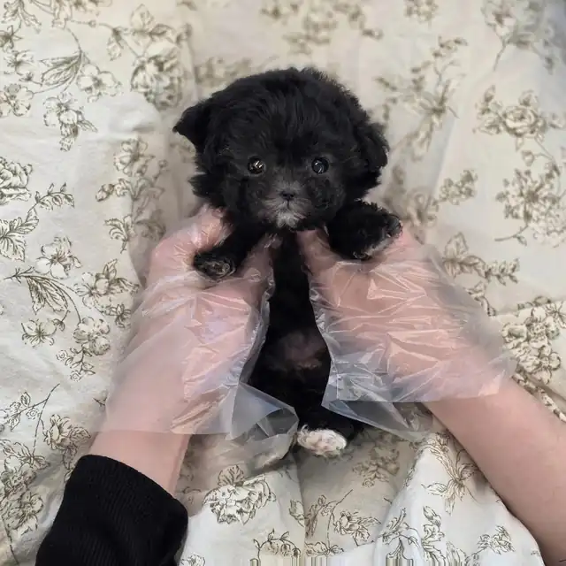 토이푸들 강아지 사진 6
