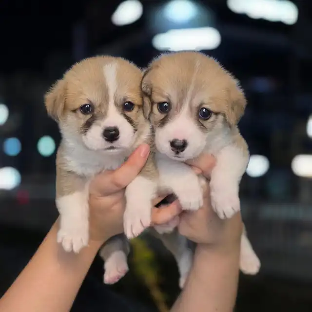 웰시코기 강아지 사진 4