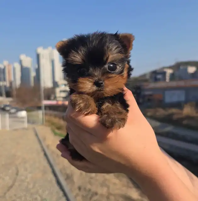 요크셔테리어 강아지 사진 3