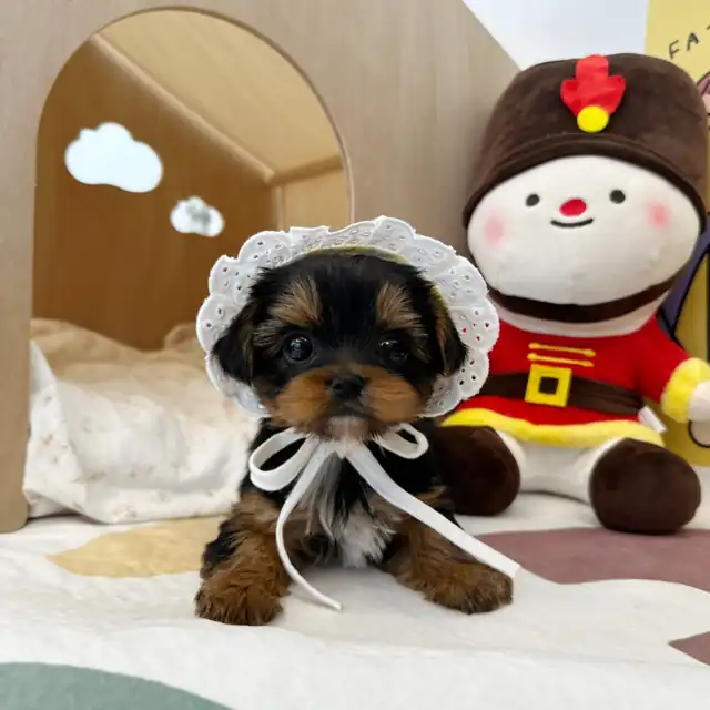 요크셔테리어 강아지 사진 5
