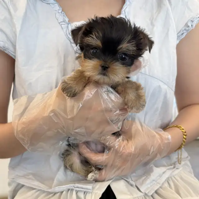 요크셔테리어 강아지 사진 6